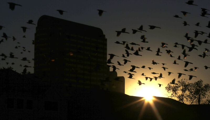Outside lights are deadly to birds, especially this time of year